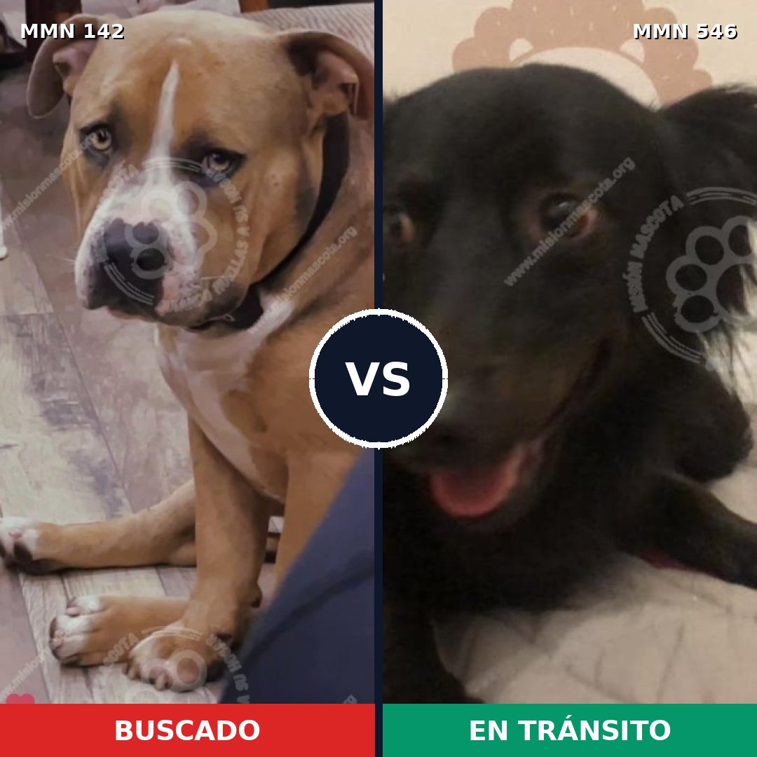 Comparativa MMS 3471: mascota perdida y mascota encontrada, 4% de similitud