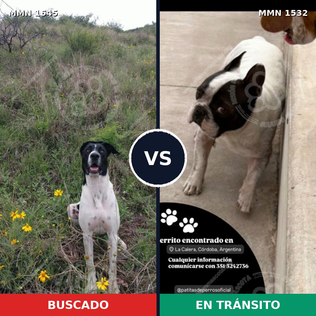 Comparativa MMS 34719: mascota perdida y mascota encontrada, 59% de similitud
