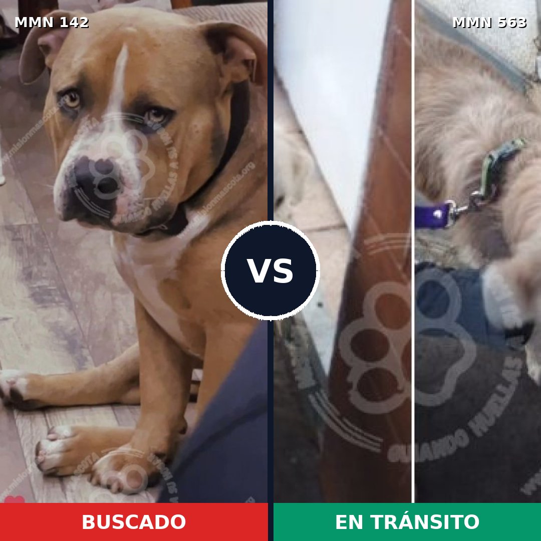 Comparativa MMS 3472: mascota perdida y mascota encontrada, 6% de similitud