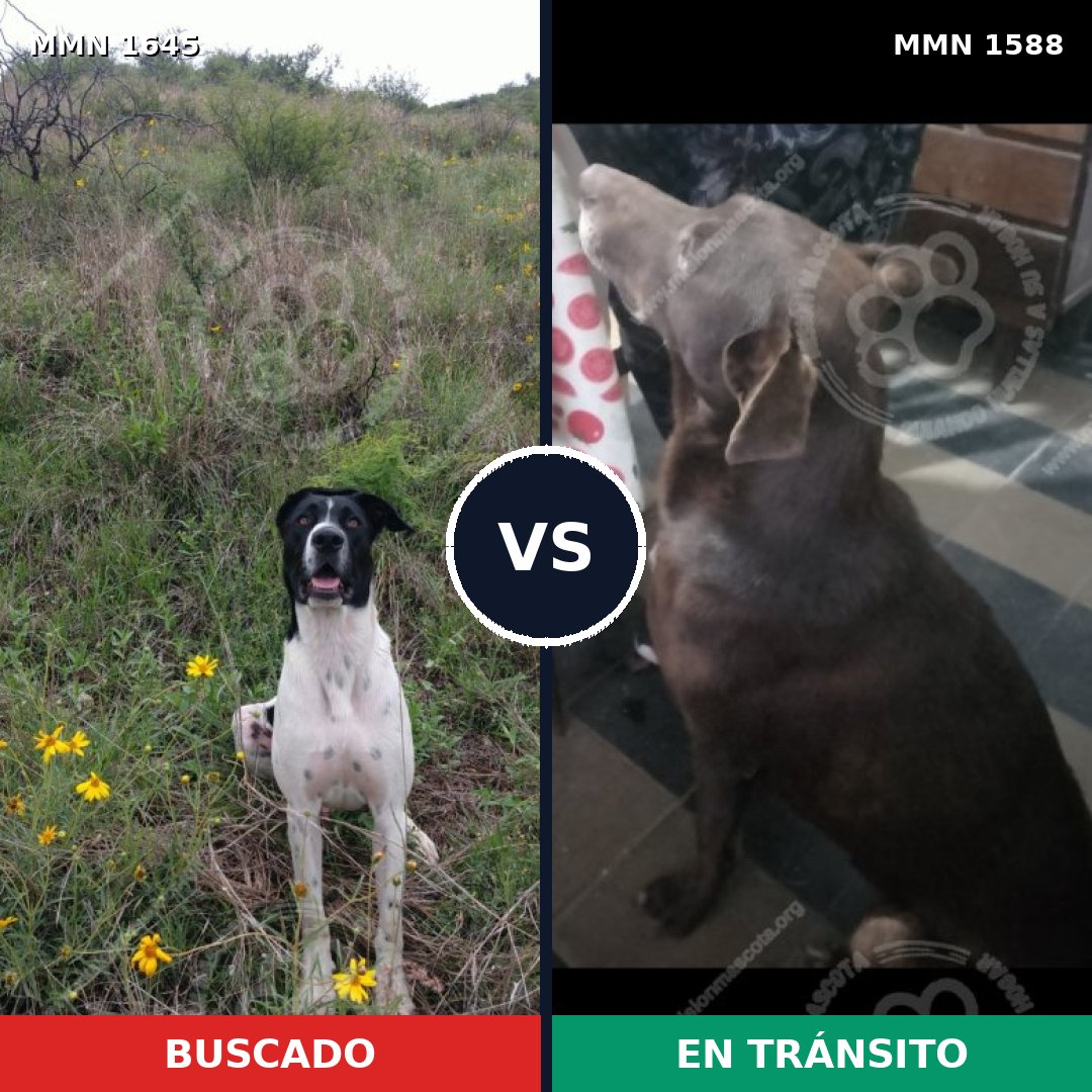 Comparativa MMS 34720: mascota perdida y mascota encontrada, 57% de similitud