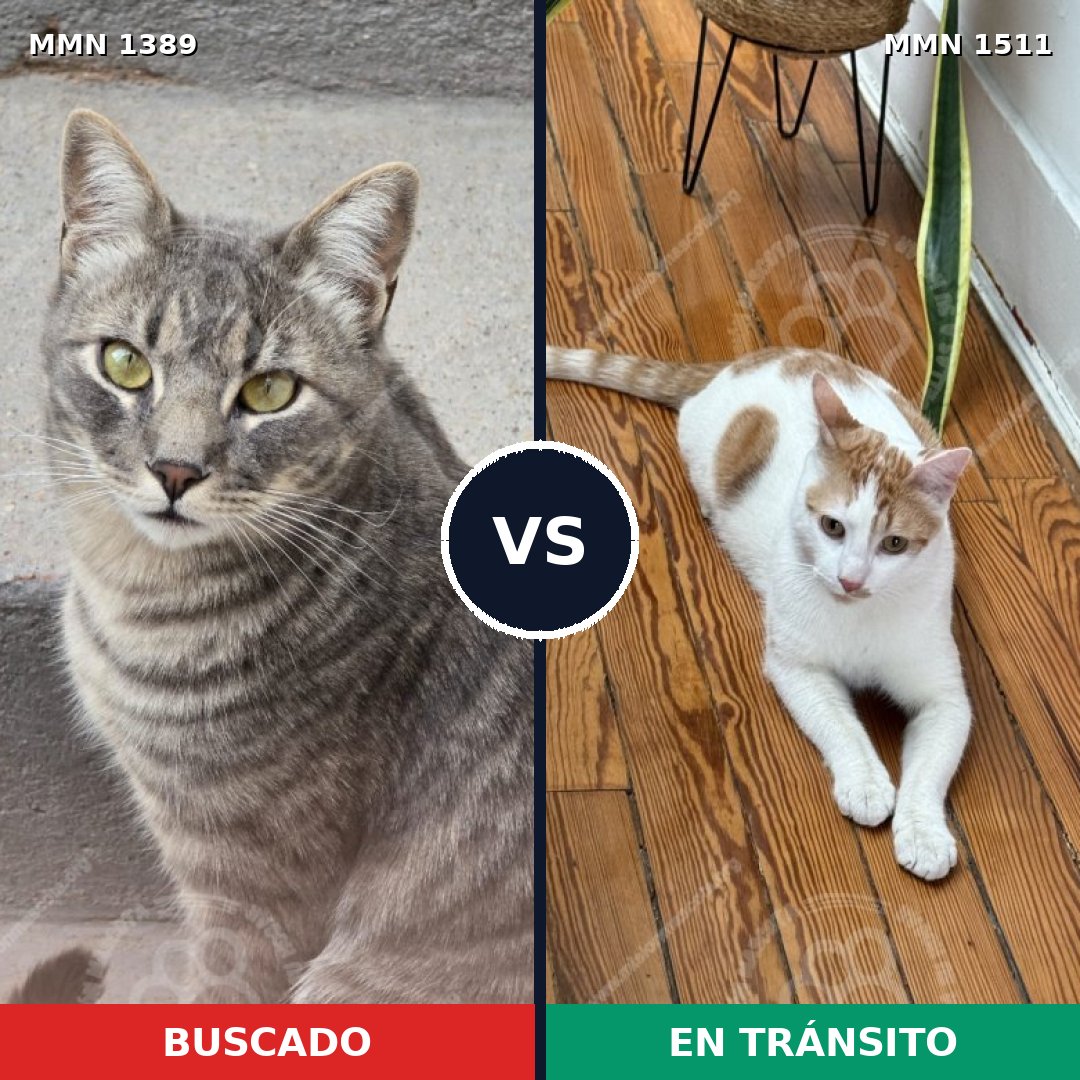 Comparativa MMS 34722: mascota perdida y mascota encontrada, 57% de similitud