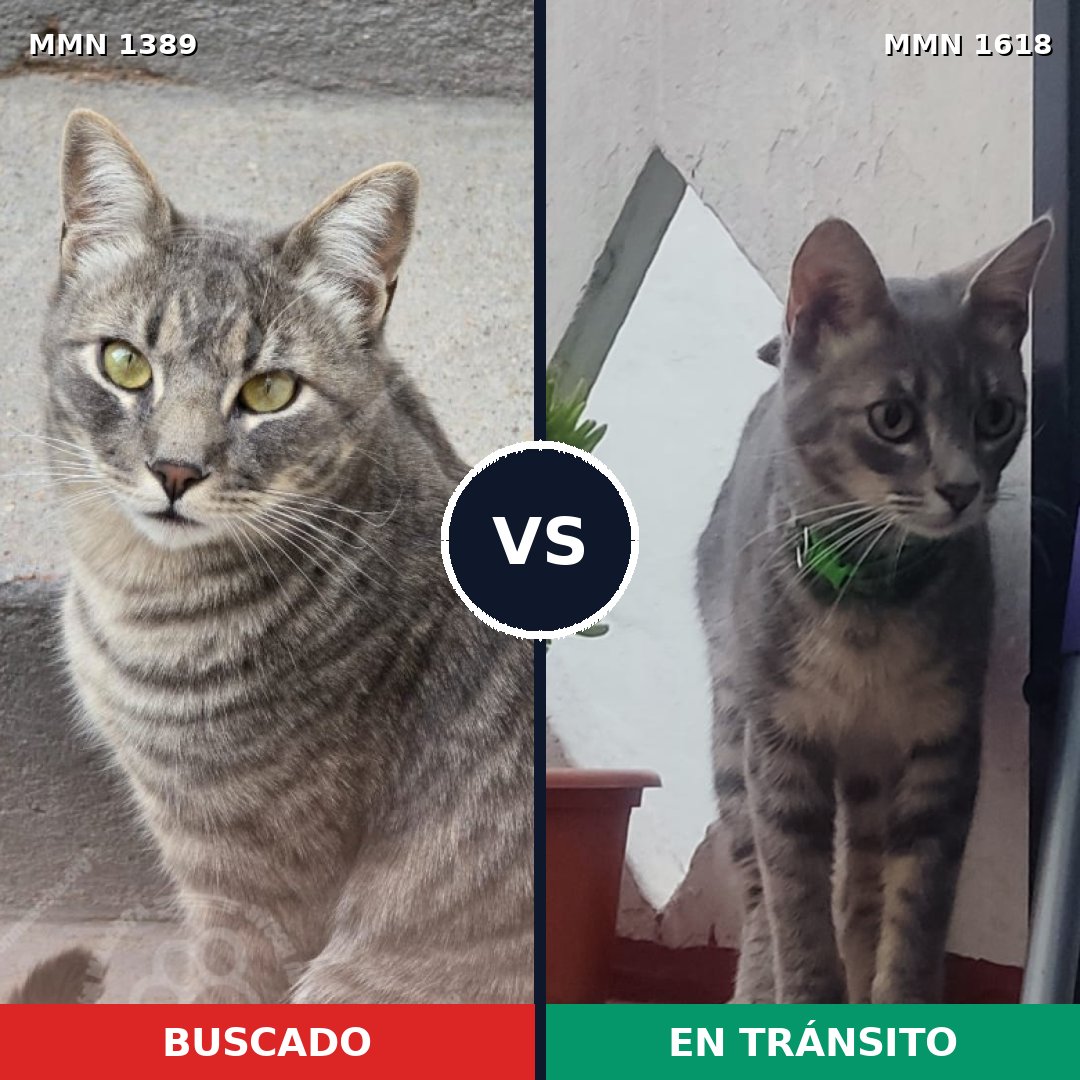 Comparativa MMS 34723: mascota perdida y mascota encontrada, 58% de similitud