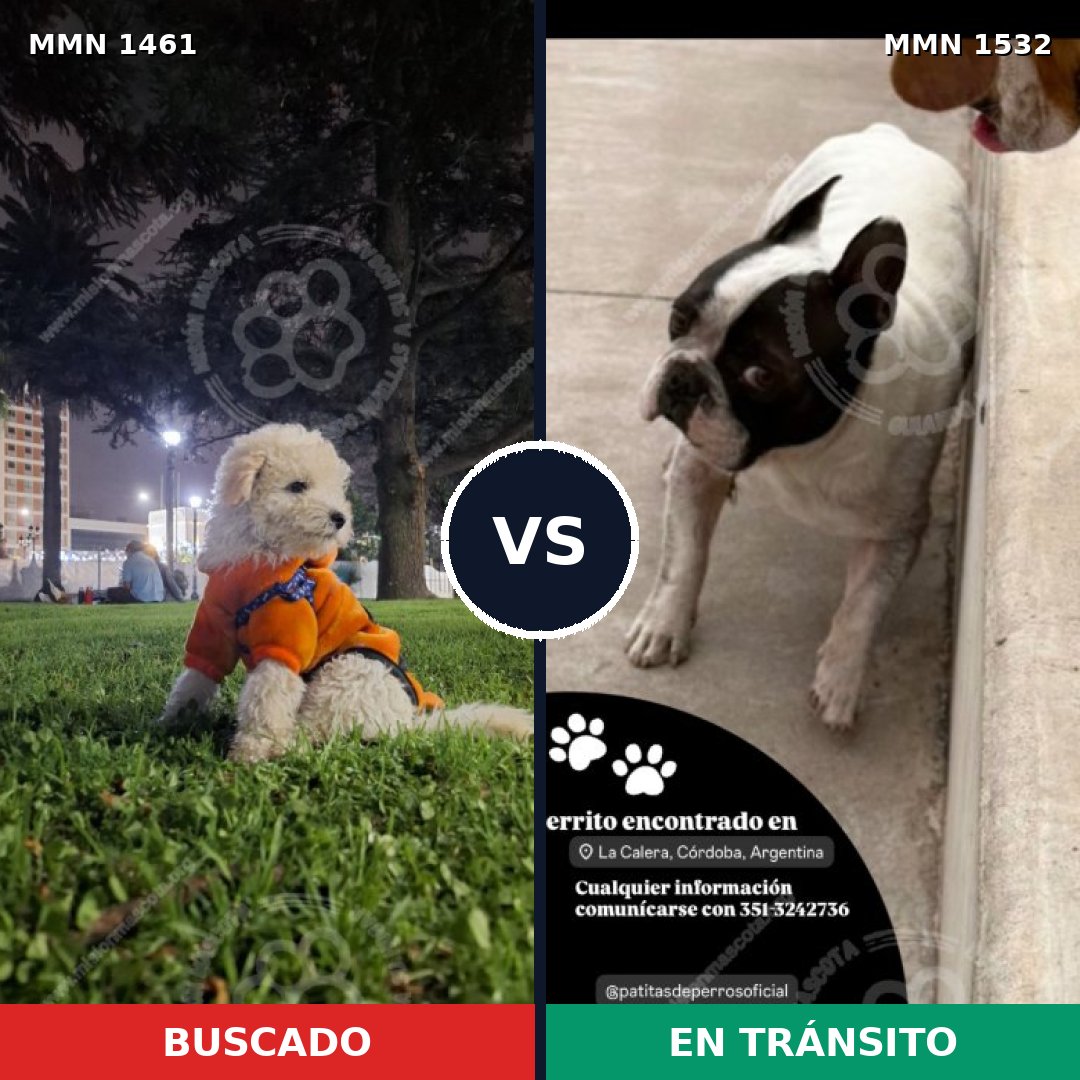 Comparativa MMS 34727: mascota perdida y mascota encontrada, 50% de similitud
