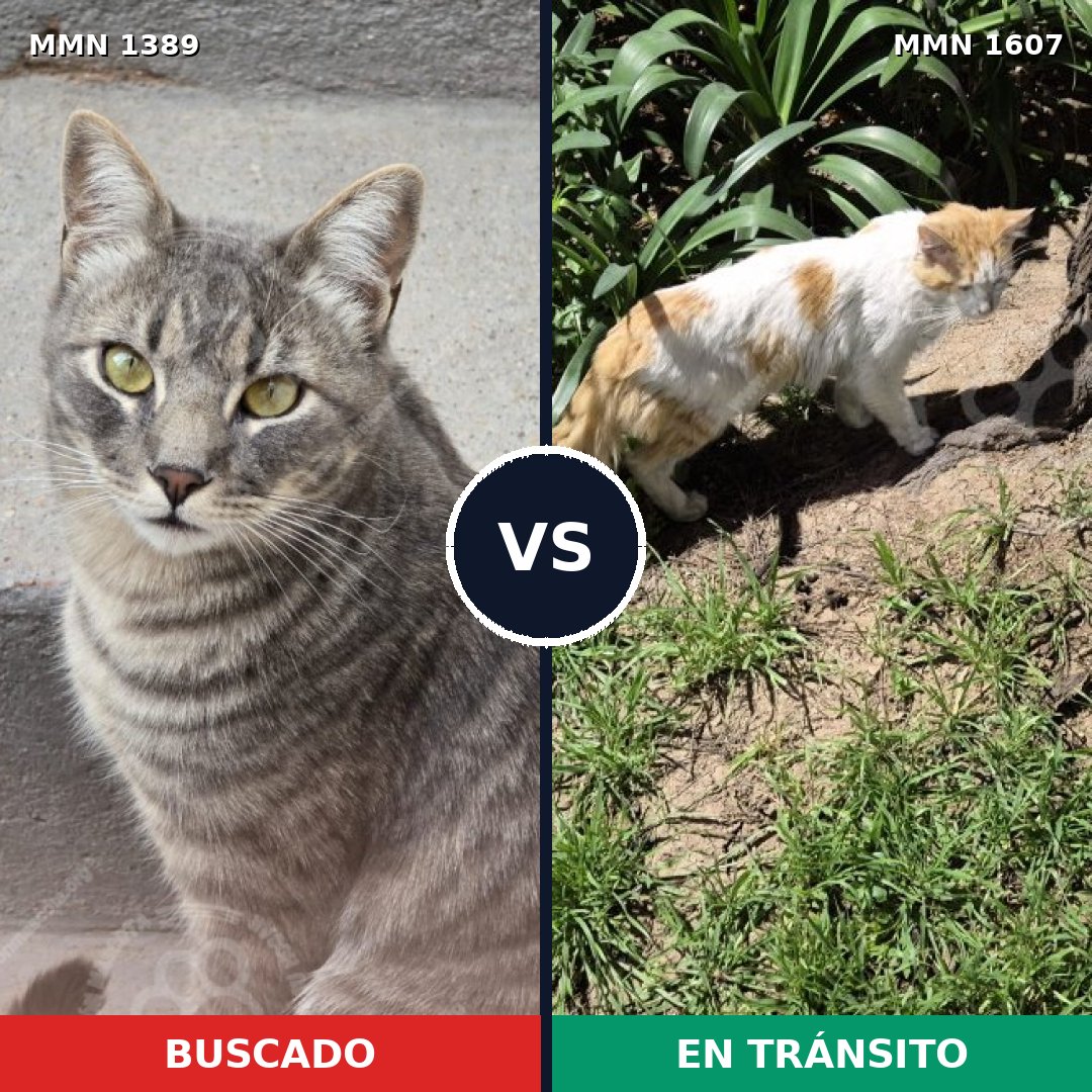Comparativa MMS 34728: mascota perdida y mascota encontrada, 56% de similitud