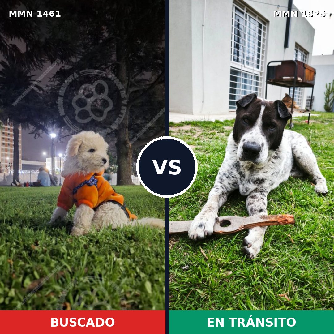Comparativa MMS 34729: mascota perdida y mascota encontrada, 38% de similitud