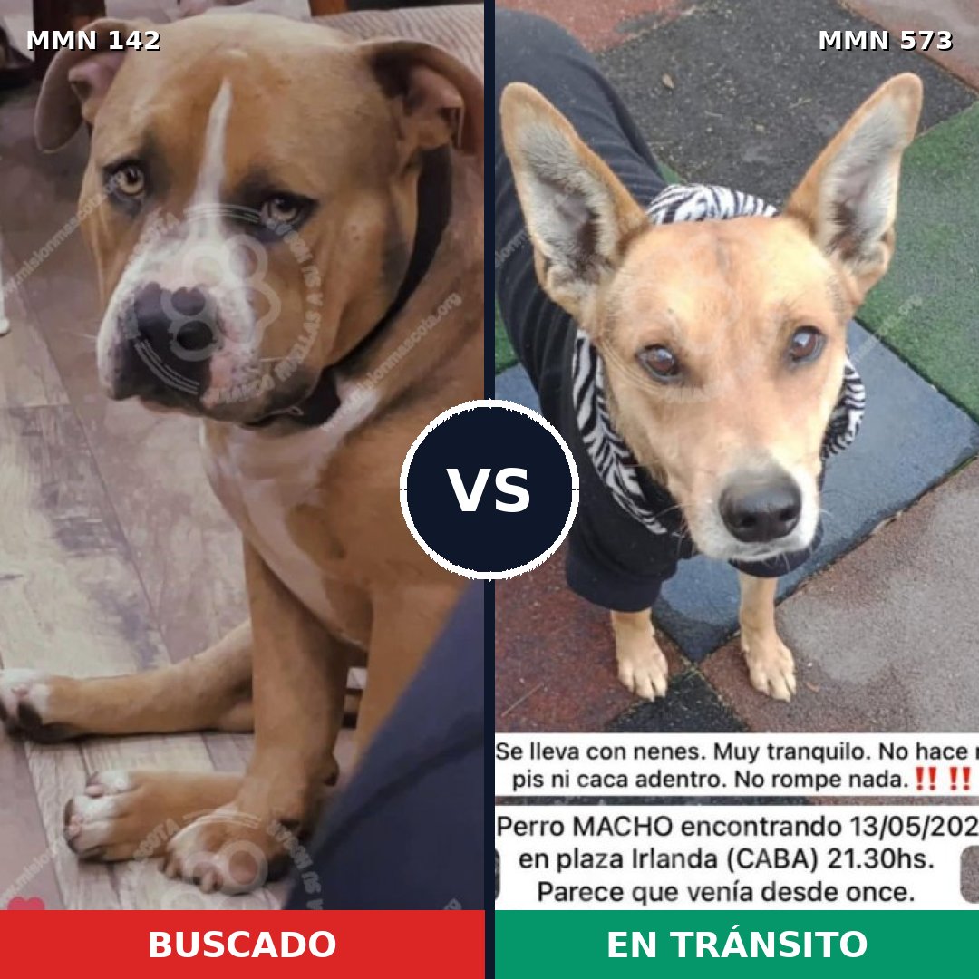 Comparativa MMS 3473: mascota perdida y mascota encontrada, 8% de similitud