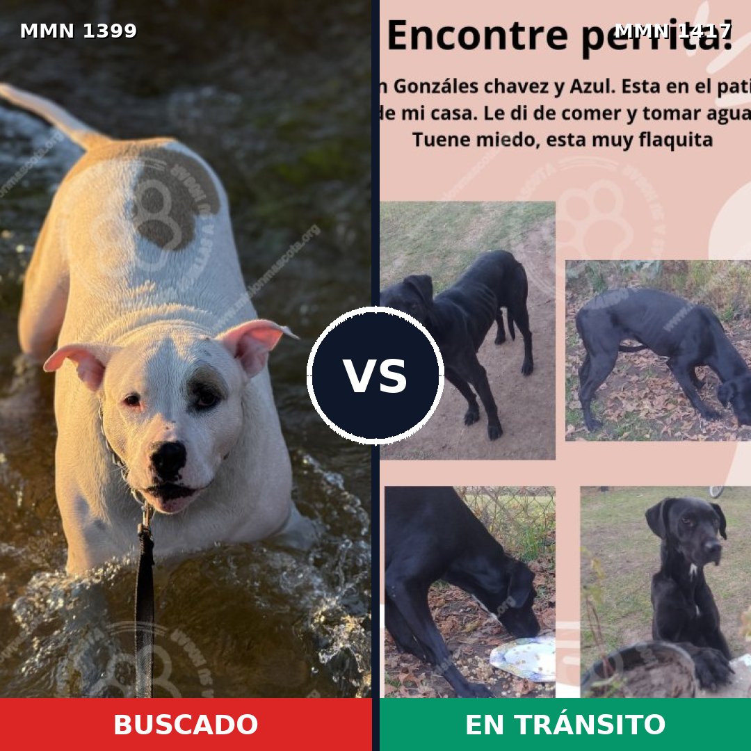 Comparativa MMS 34732: mascota perdida y mascota encontrada, 37% de similitud