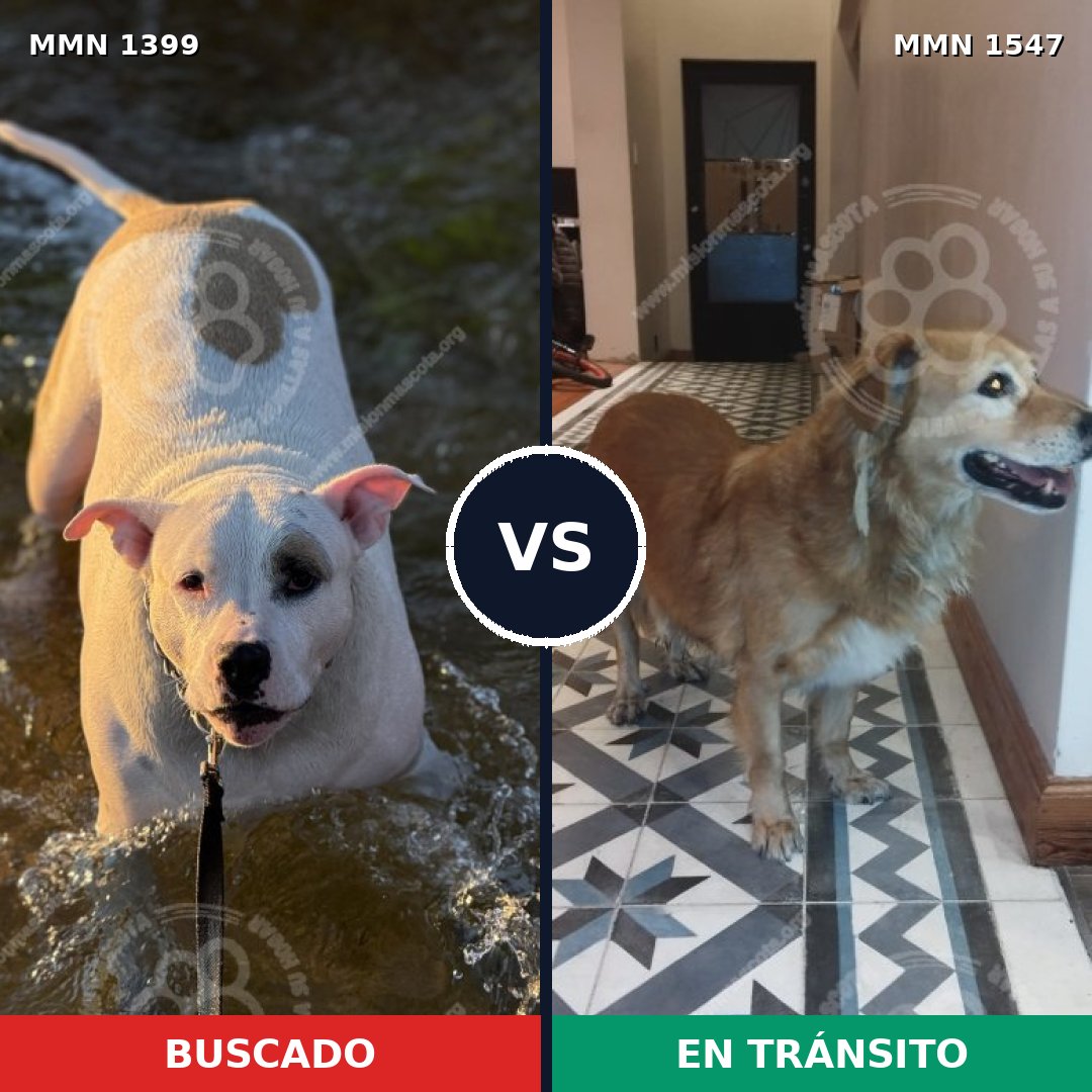 Comparativa MMS 34733: mascota perdida y mascota encontrada, 29% de similitud