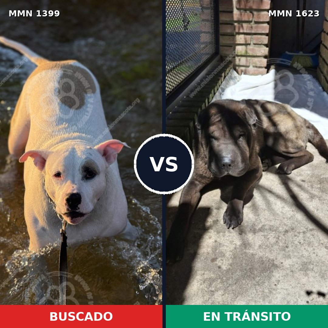 Comparativa MMS 34735: mascota perdida y mascota encontrada, 38% de similitud