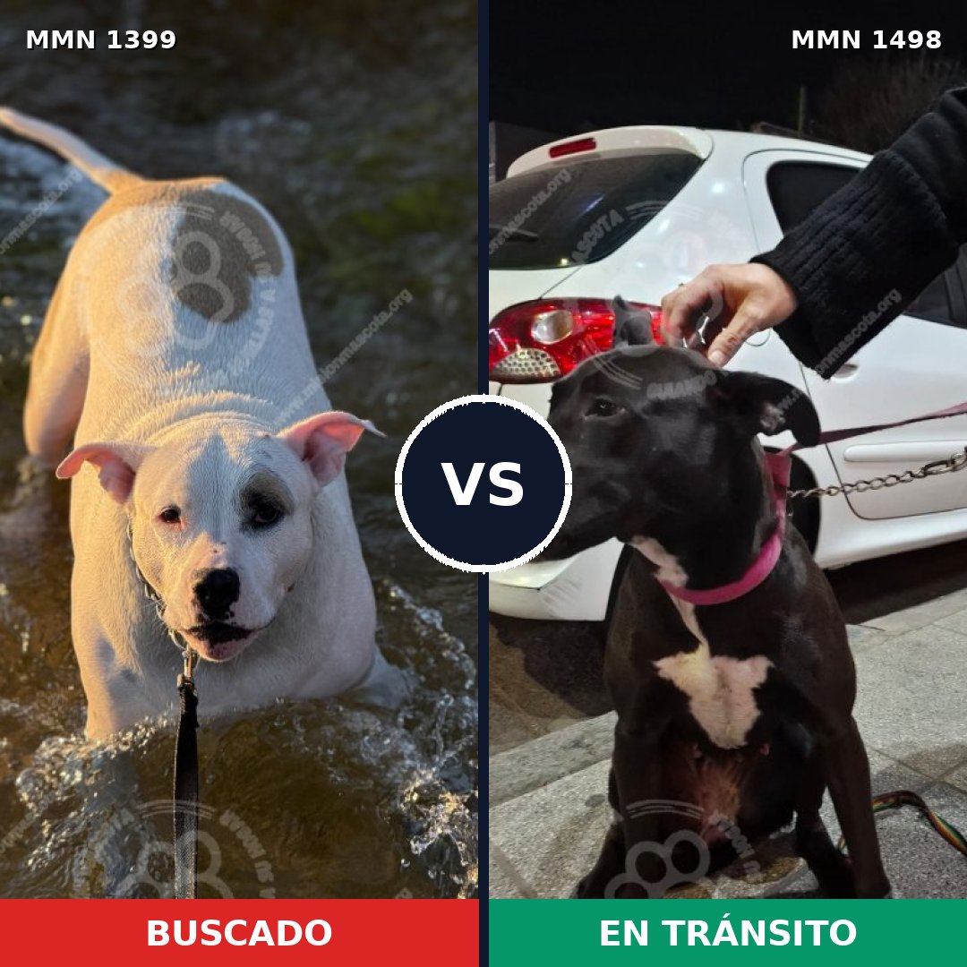 Comparativa MMS 34736: mascota perdida y mascota encontrada, 40% de similitud