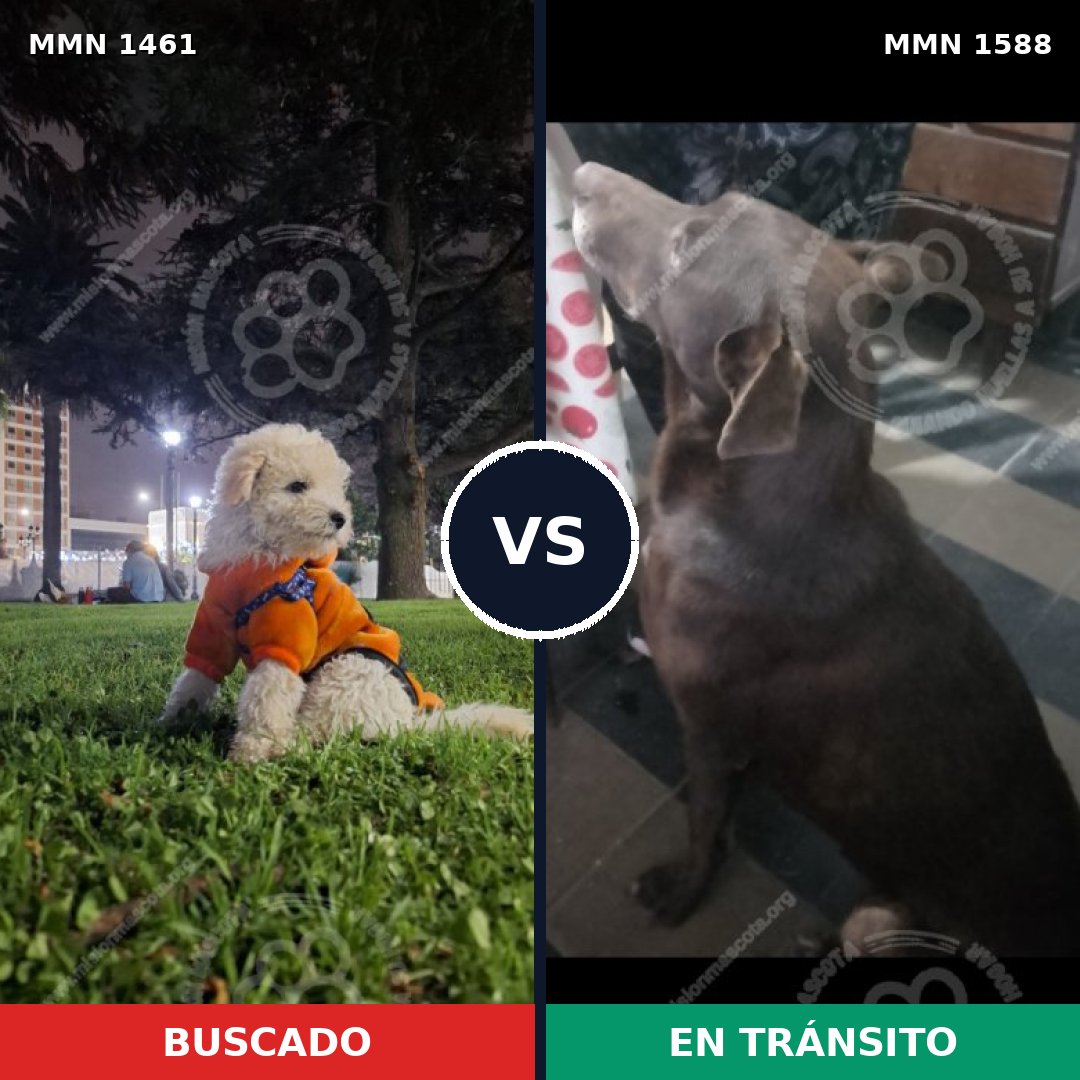 Comparativa MMS 34738: mascota perdida y mascota encontrada, 22% de similitud
