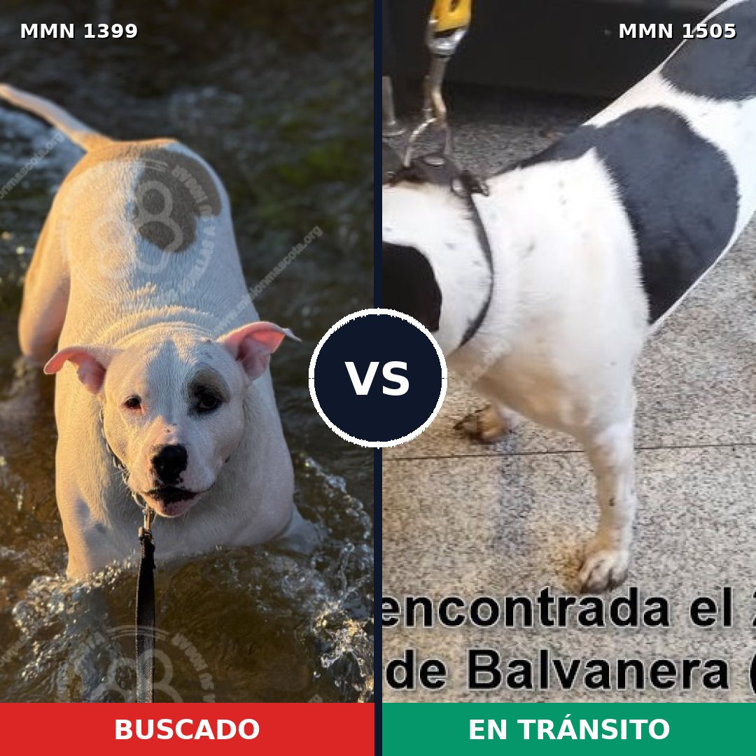 Comparativa MMS 34740: mascota perdida y mascota encontrada, 47% de similitud