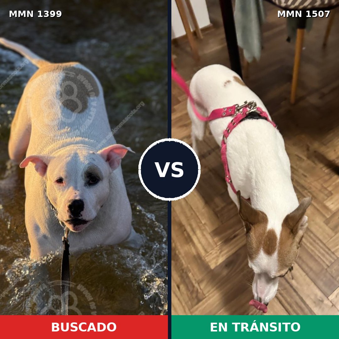 Comparativa MMS 34742: mascota perdida y mascota encontrada, 45% de similitud