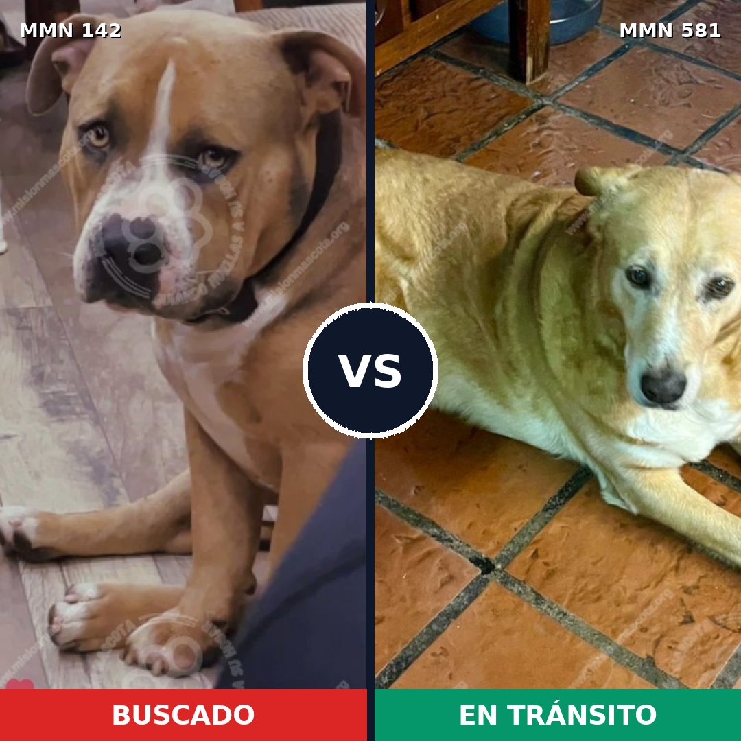 Comparativa MMS 3475: mascota perdida y mascota encontrada, 81% de similitud