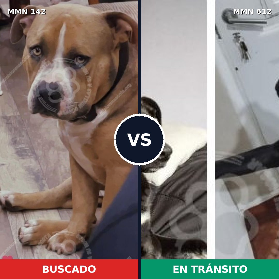 Comparativa MMS 3478: mascota perdida y mascota encontrada, 26% de similitud