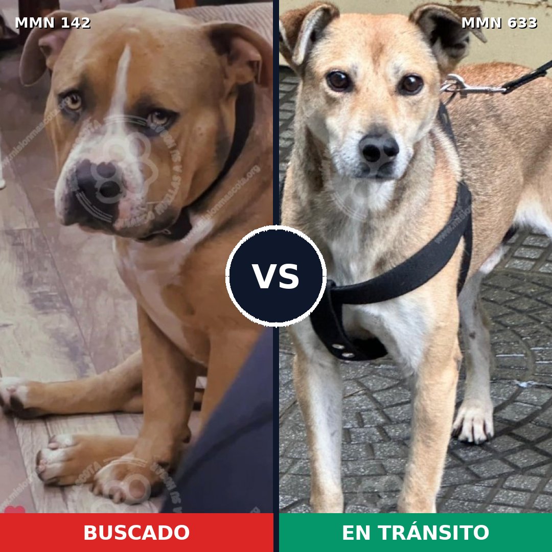 Comparativa MMS 3479: mascota perdida y mascota encontrada, 16% de similitud
