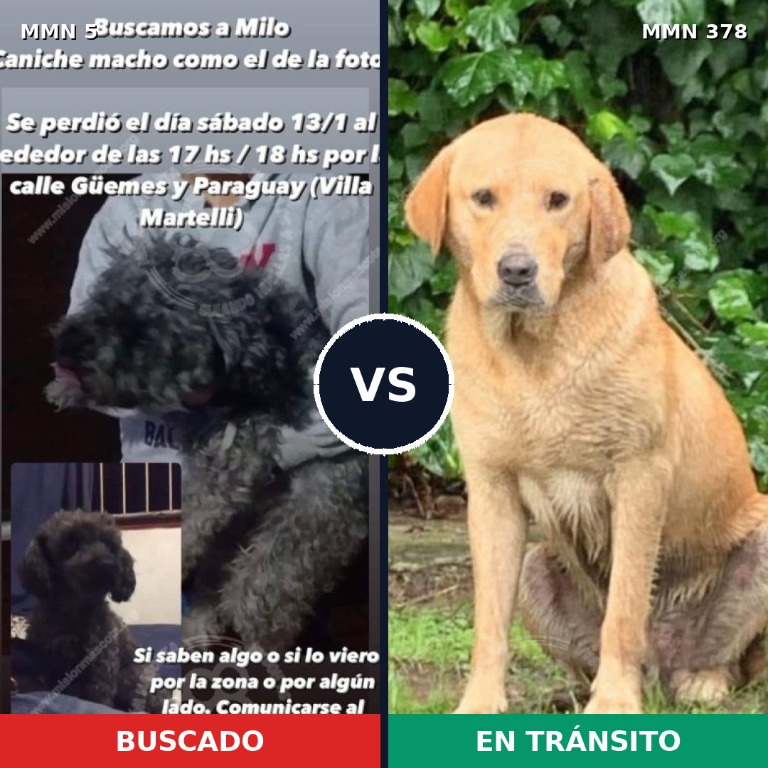 Comparativa MMS 348: mascota perdida y mascota encontrada, 22% de similitud