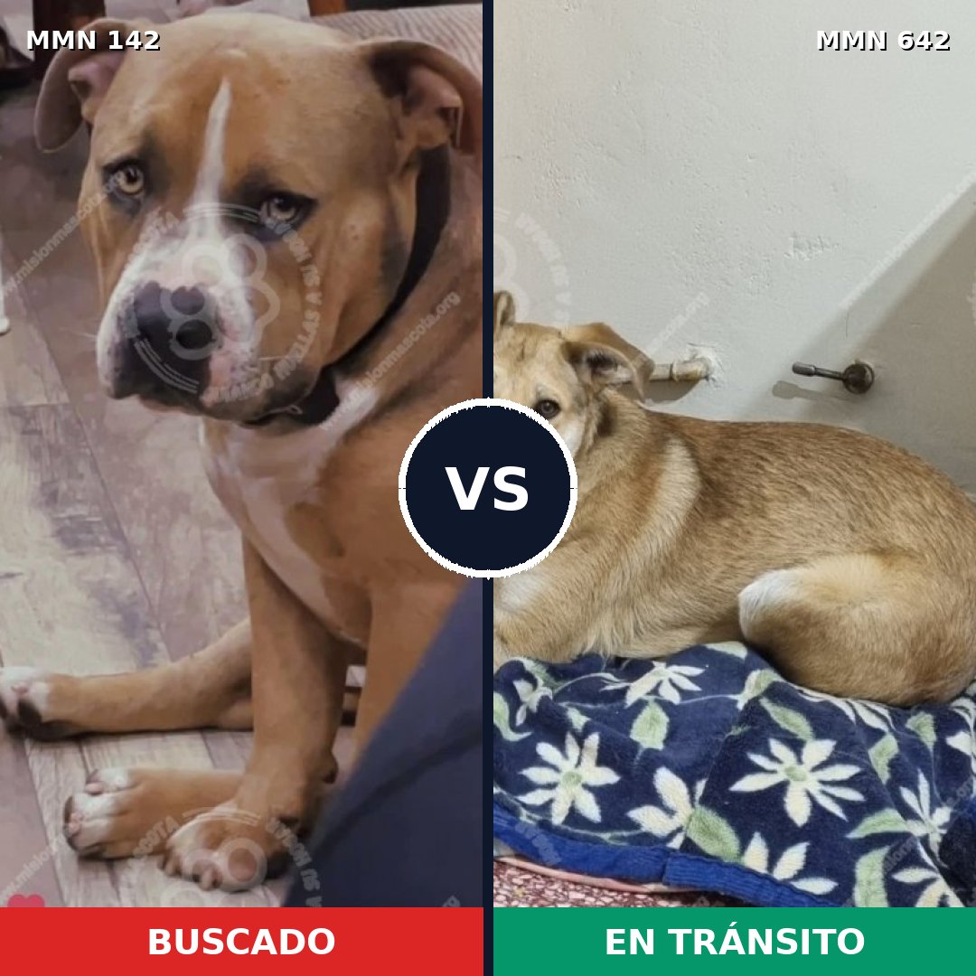 Comparativa MMS 3480: mascota perdida y mascota encontrada, 54% de similitud
