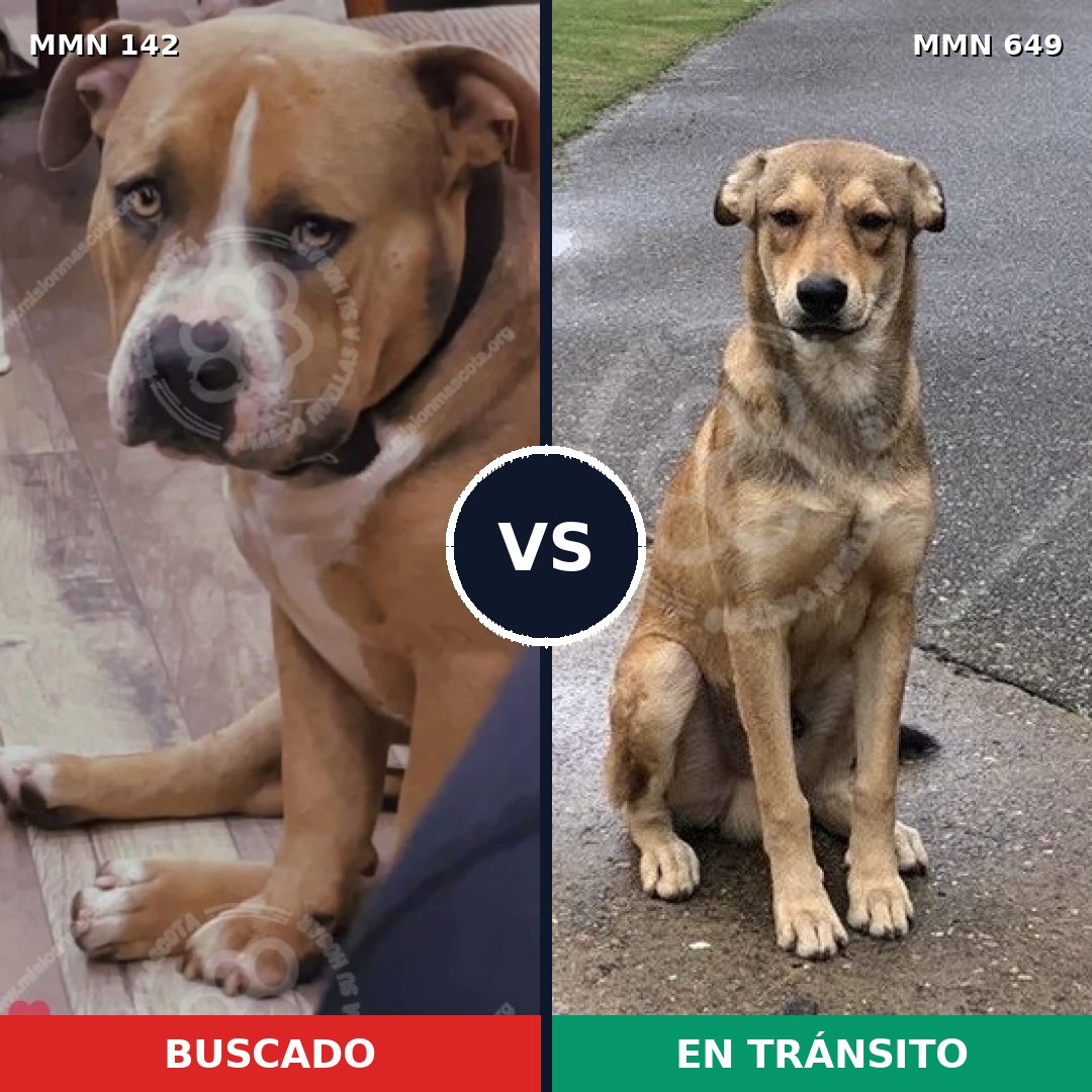 Comparativa MMS 3481: mascota perdida y mascota encontrada, 44% de similitud
