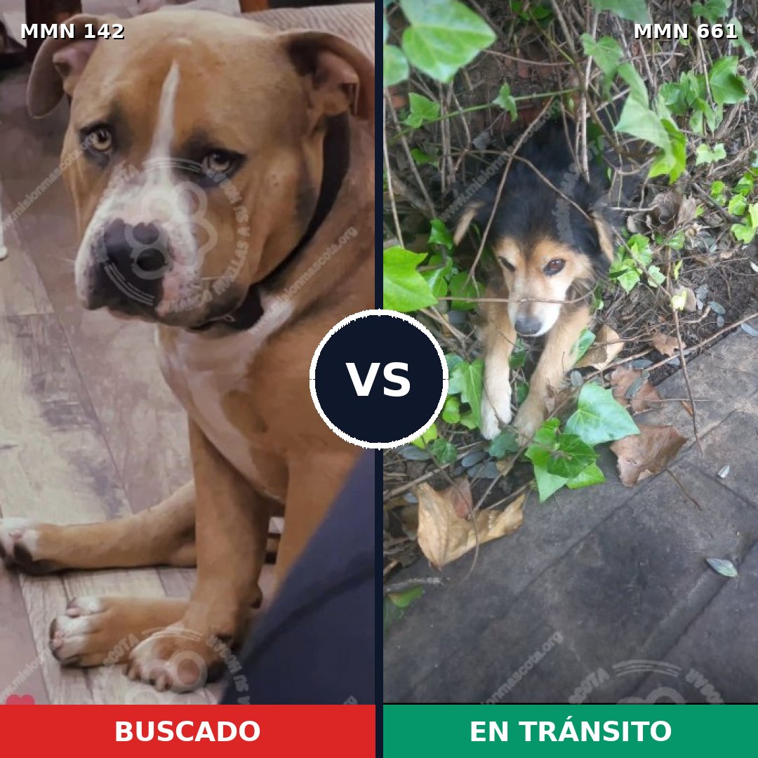 Comparativa MMS 3482: mascota perdida y mascota encontrada, 6% de similitud