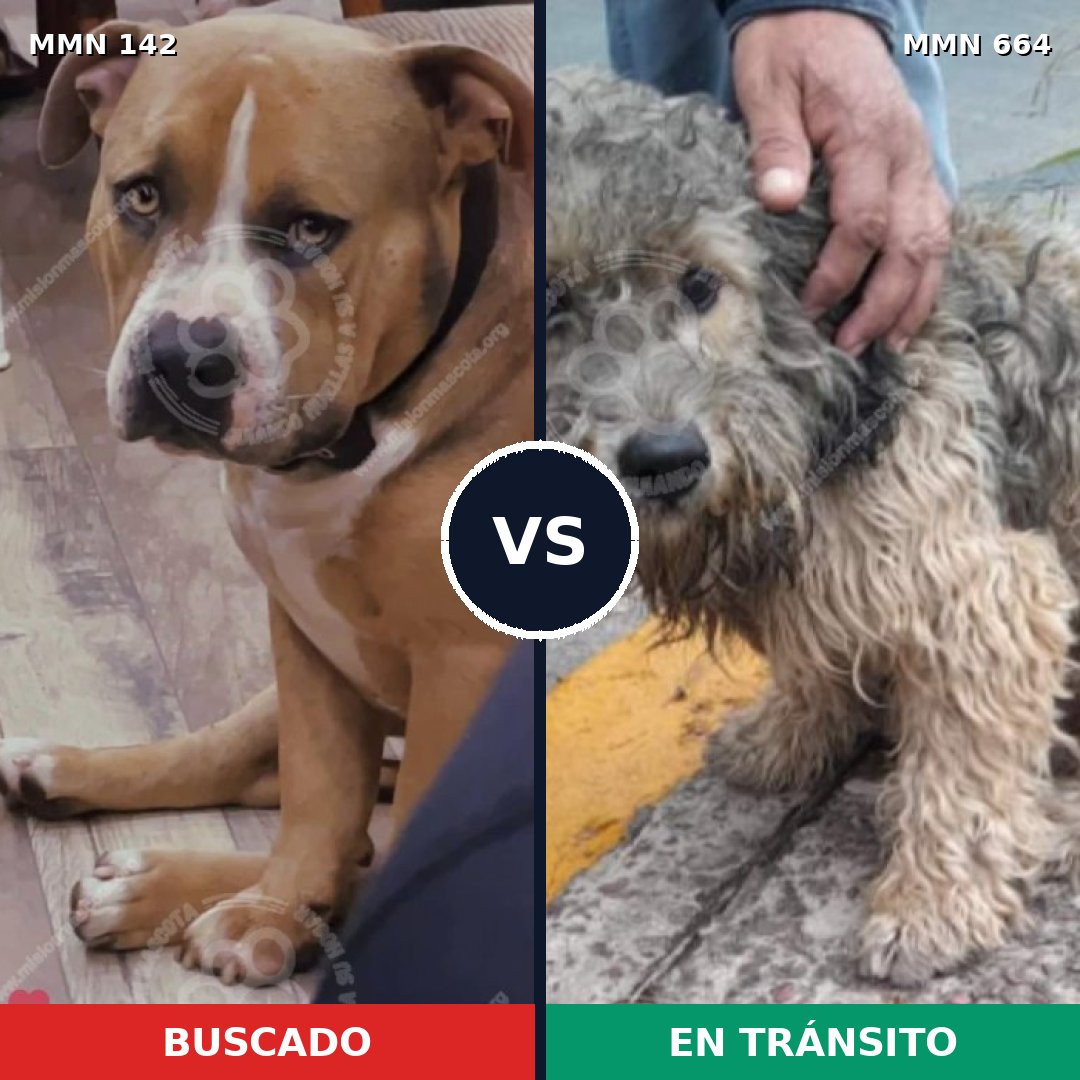 Comparativa MMS 3483: mascota perdida y mascota encontrada, 4% de similitud