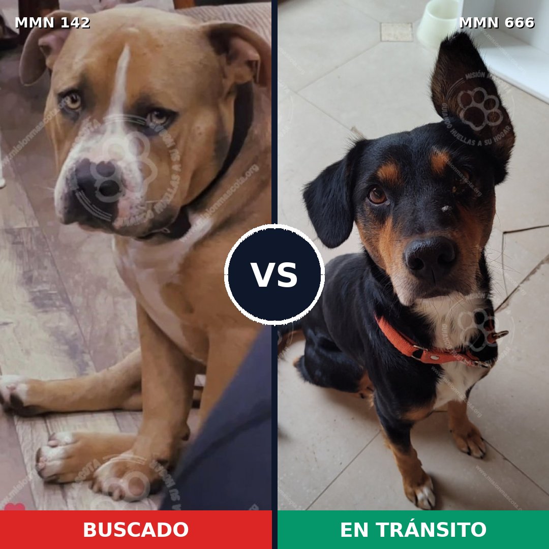 Comparativa MMS 3484: mascota perdida y mascota encontrada, 4% de similitud