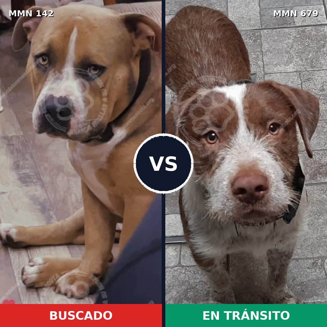 Comparativa MMS 3485: mascota perdida y mascota encontrada, 64% de similitud