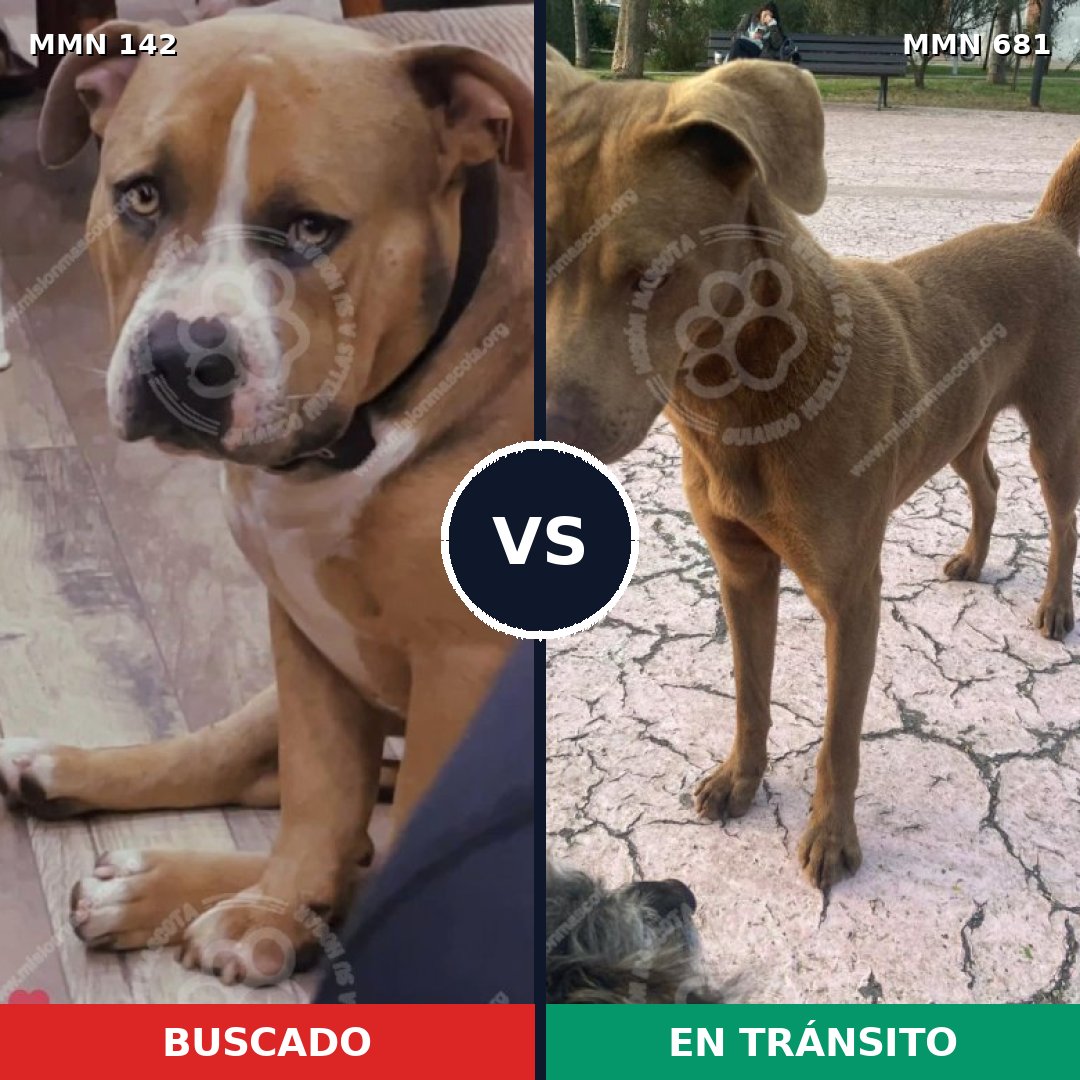 Comparativa MMS 3487: mascota perdida y mascota encontrada, 60% de similitud
