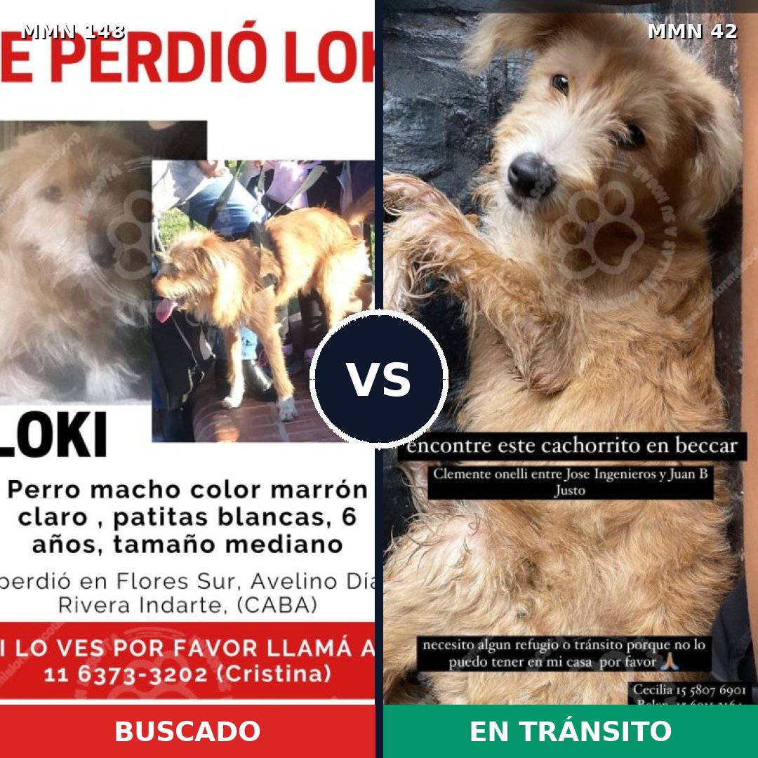 Comparativa MMS 3488: mascota perdida y mascota encontrada, 26% de similitud