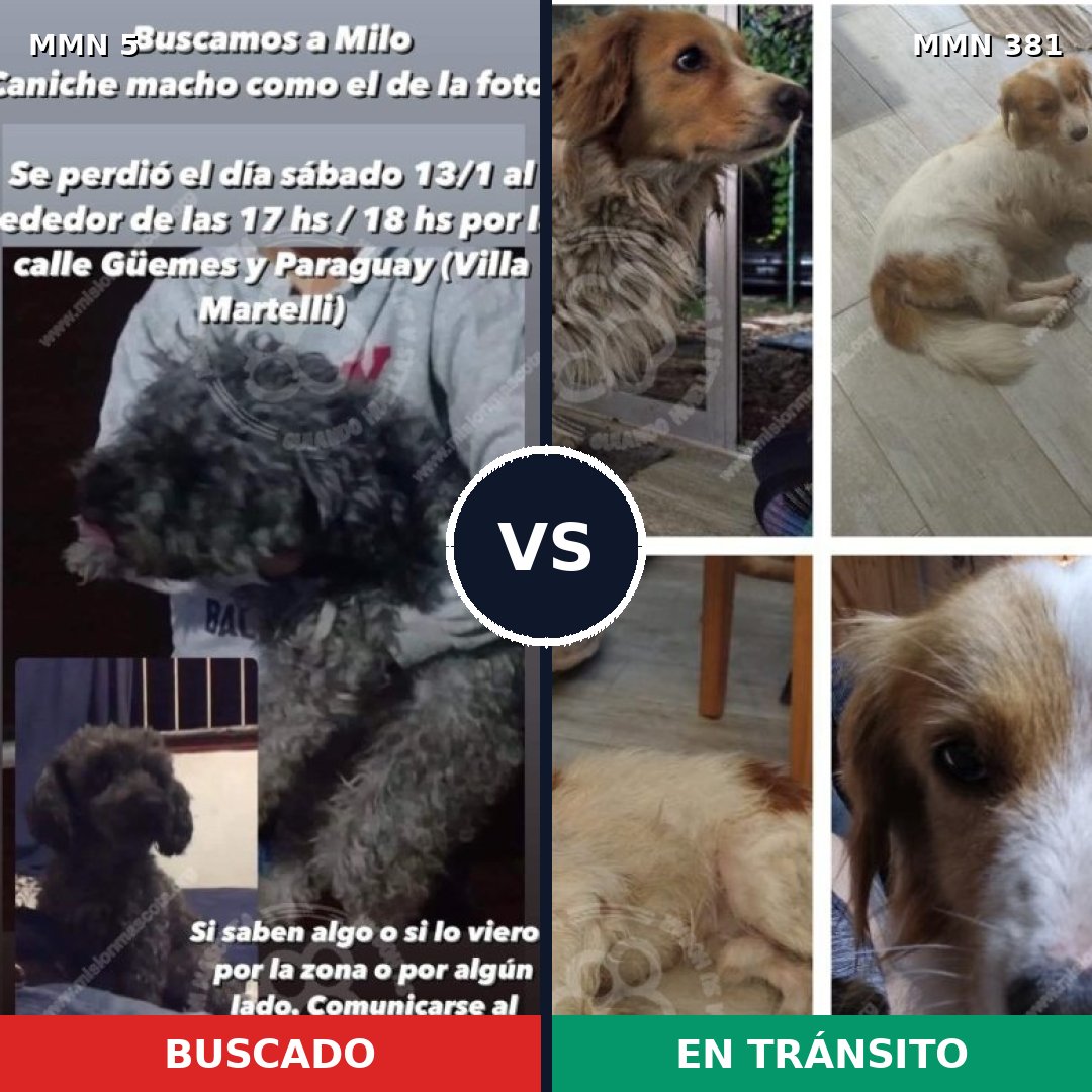 Comparativa MMS 349: mascota perdida y mascota encontrada, 32% de similitud