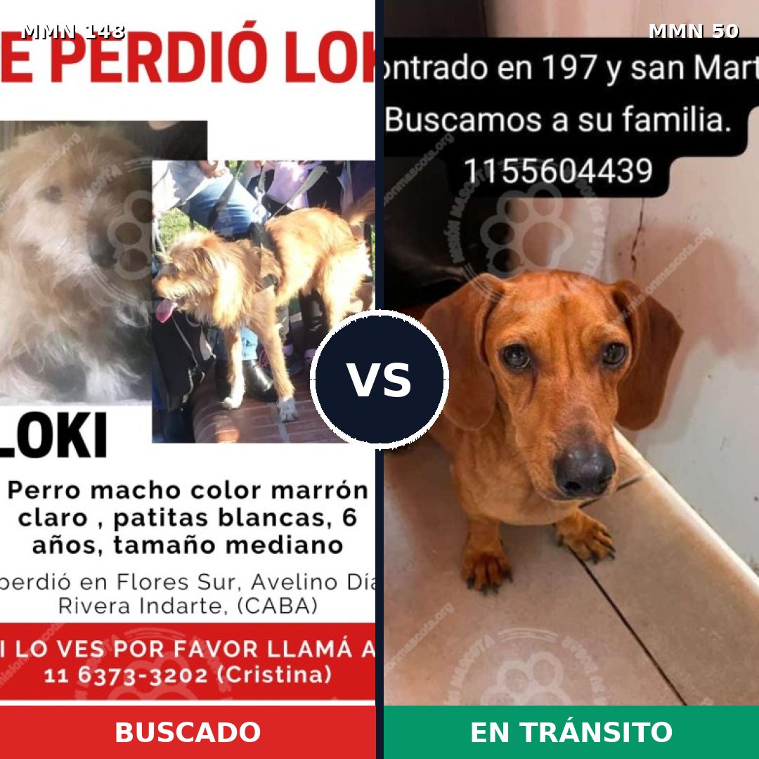 Comparativa MMS 3490: mascota perdida y mascota encontrada, 8% de similitud
