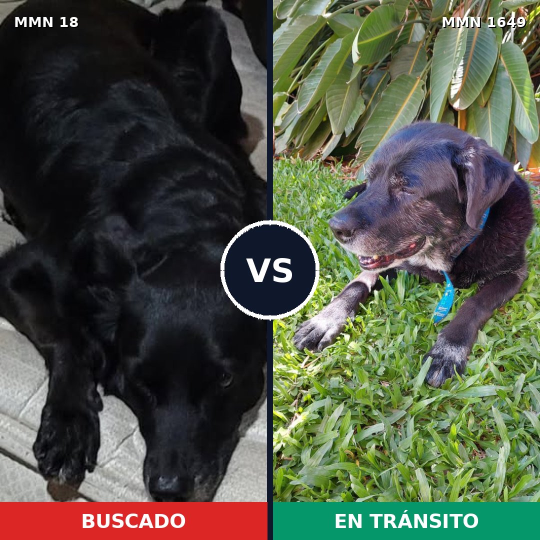 Comparativa MMS 34903: mascota perdida y mascota encontrada, 79% de similitud