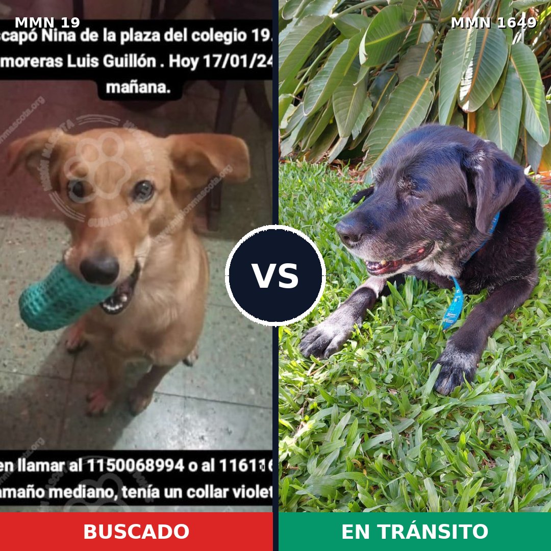 Comparativa MMS 34904: mascota perdida y mascota encontrada, 49% de similitud