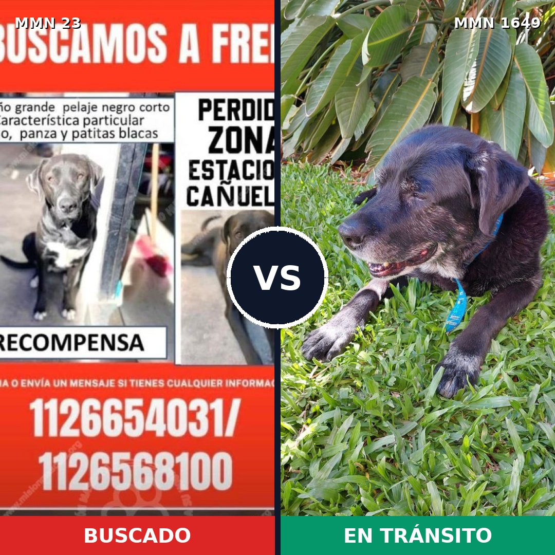 Comparativa MMS 34905: mascota perdida y mascota encontrada, 77% de similitud