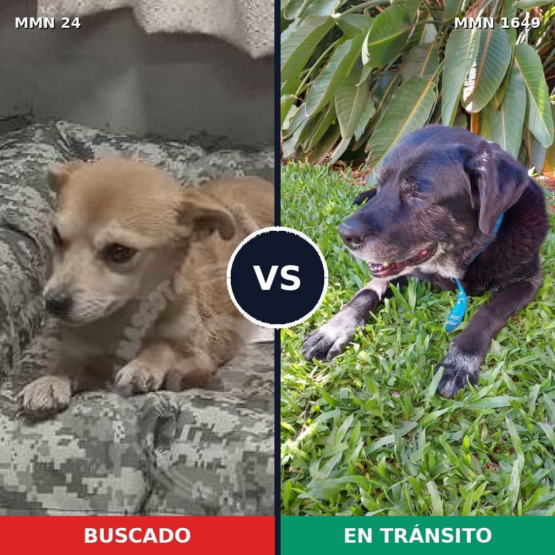 Comparativa MMS 34906: mascota perdida y mascota encontrada, 42% de similitud