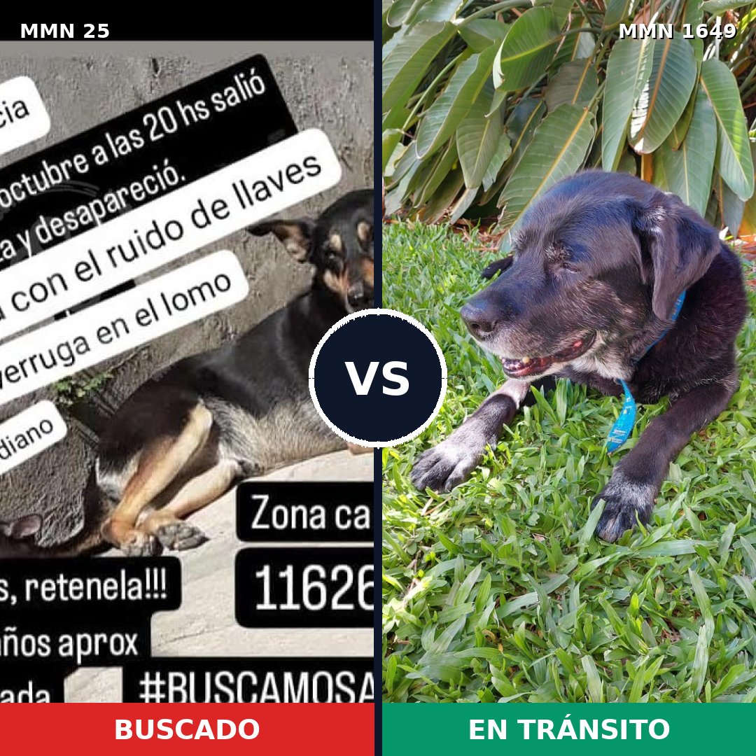 Comparativa MMS 34907: mascota perdida y mascota encontrada, 57% de similitud
