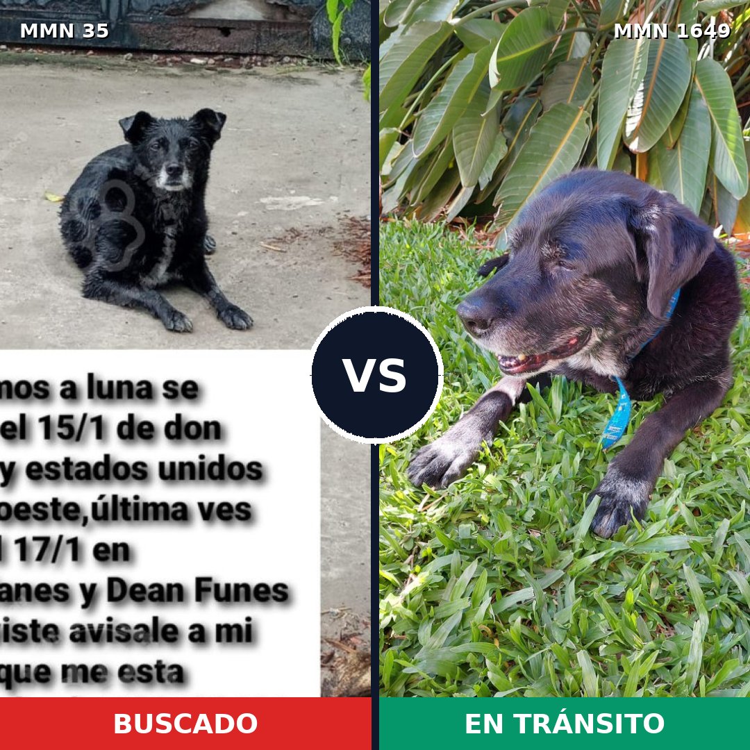 Comparativa MMS 34908: mascota perdida y mascota encontrada, 76% de similitud