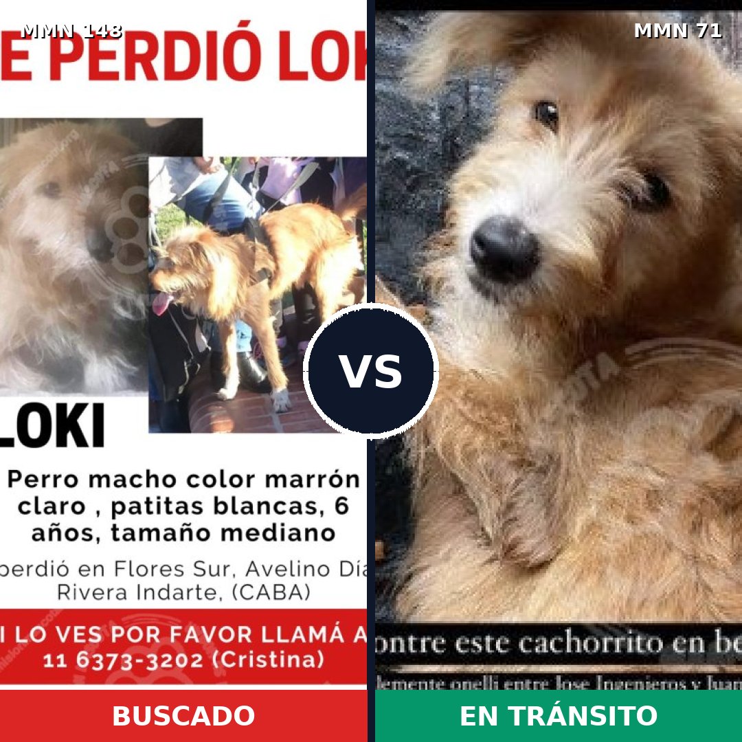 Comparativa MMS 3491: mascota perdida y mascota encontrada, 64% de similitud