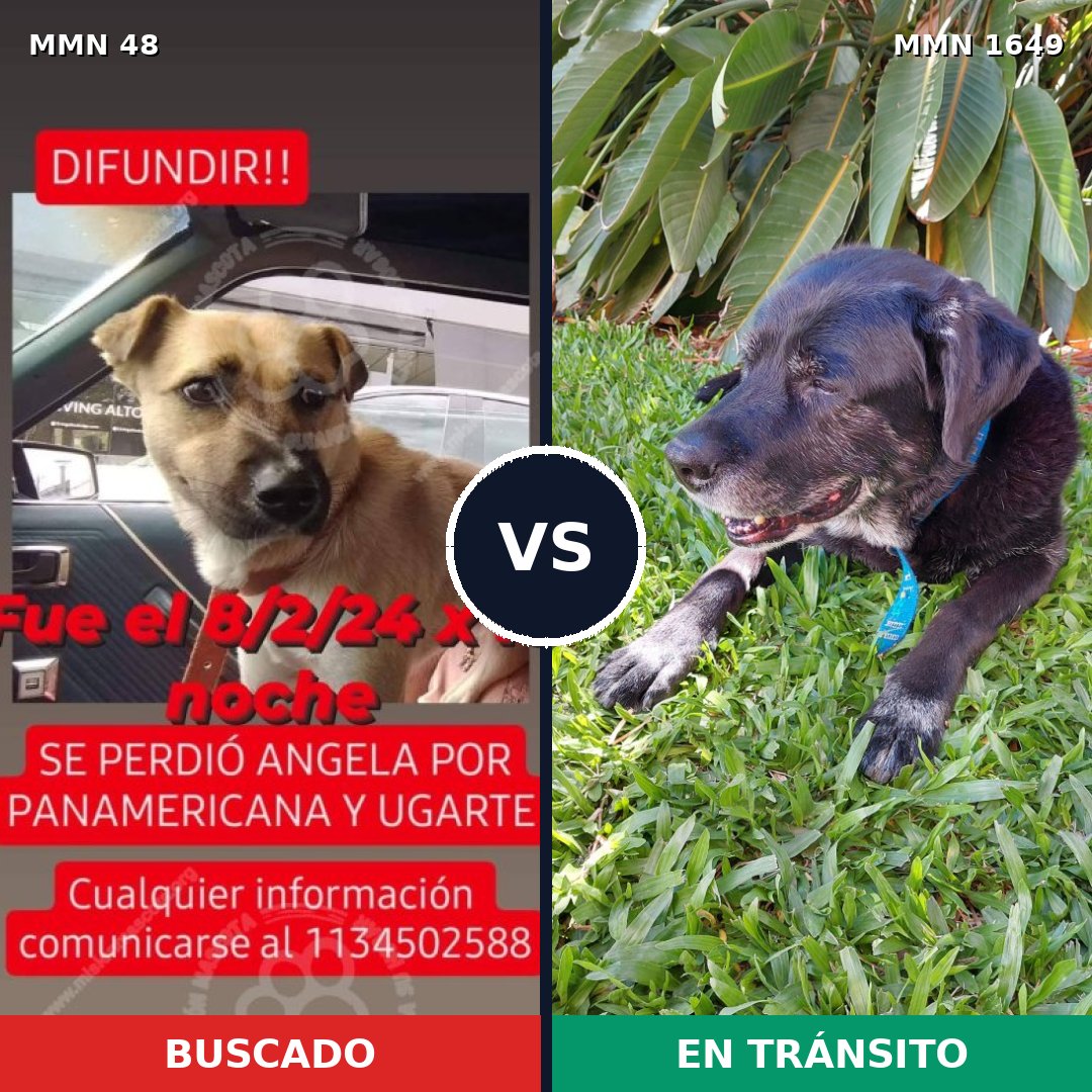 Comparativa MMS 34910: mascota perdida y mascota encontrada, 50% de similitud