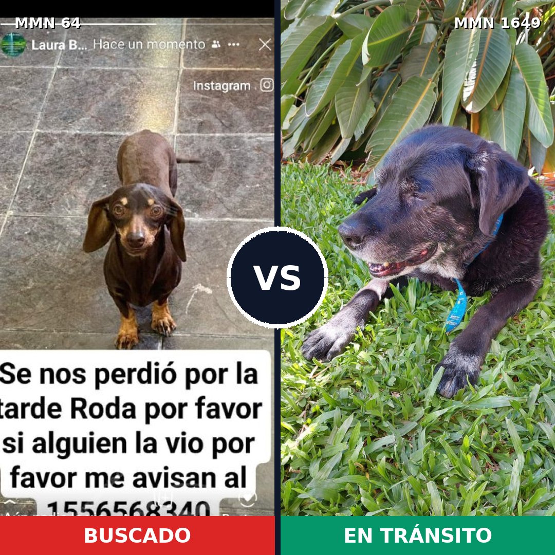 Comparativa MMS 34912: mascota perdida y mascota encontrada, 21% de similitud