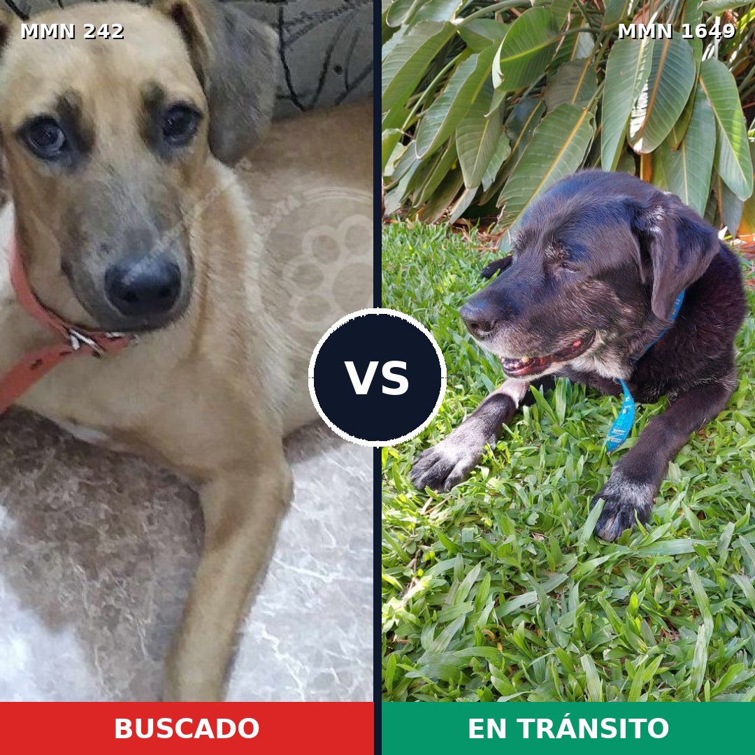 Comparativa MMS 34914: mascota perdida y mascota encontrada, 63% de similitud