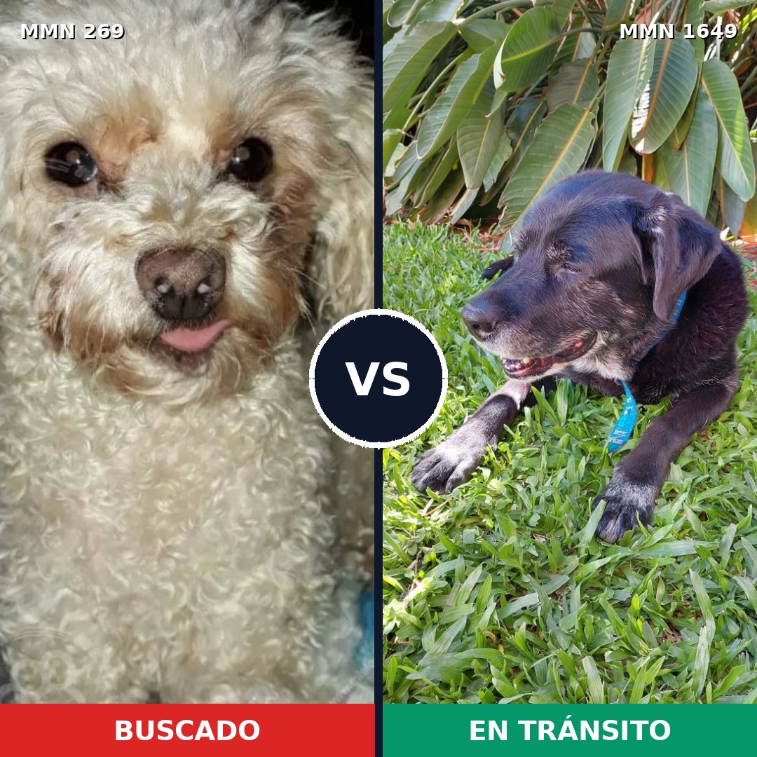 Comparativa MMS 34915: mascota perdida y mascota encontrada, 23% de similitud
