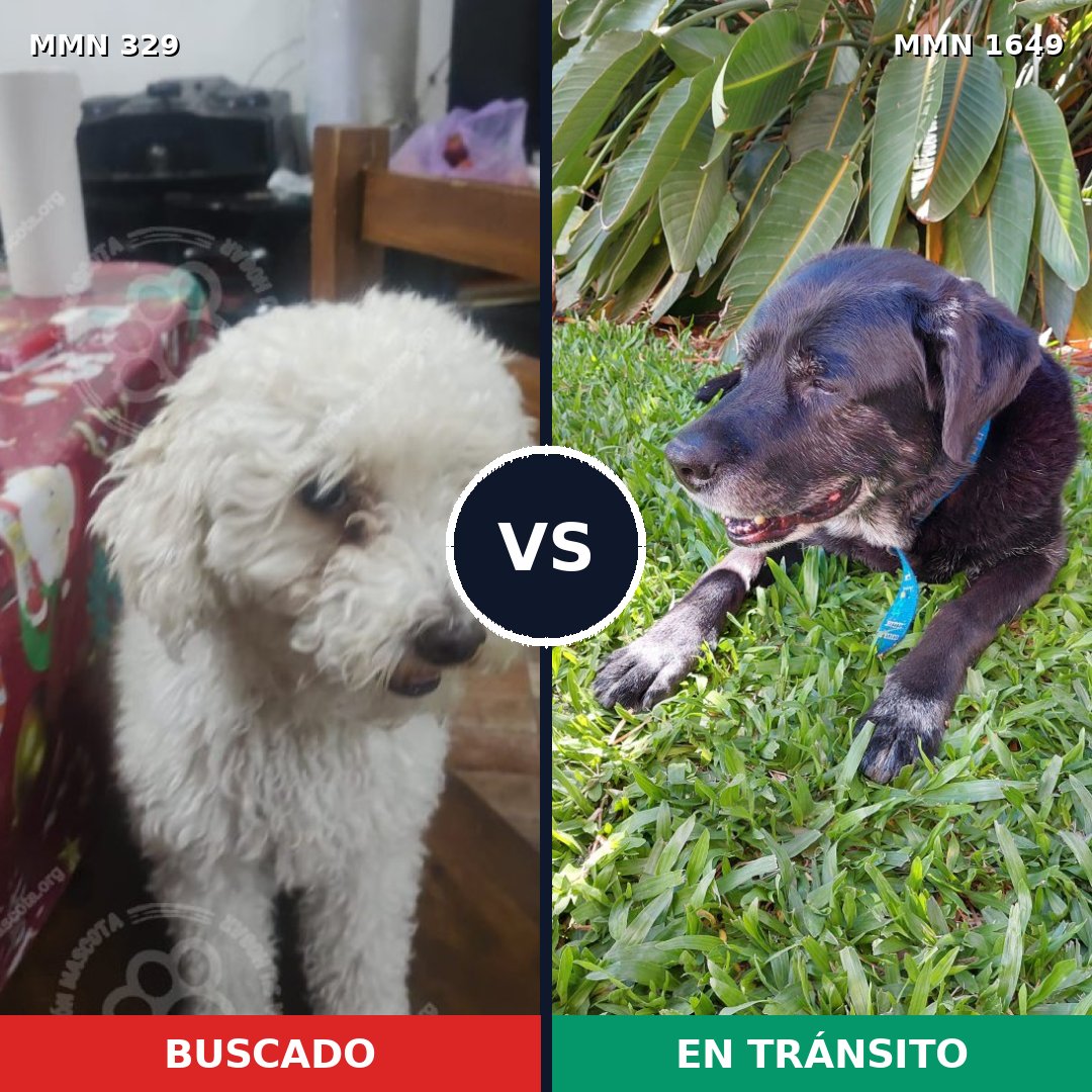 Comparativa MMS 34916: mascota perdida y mascota encontrada, 25% de similitud