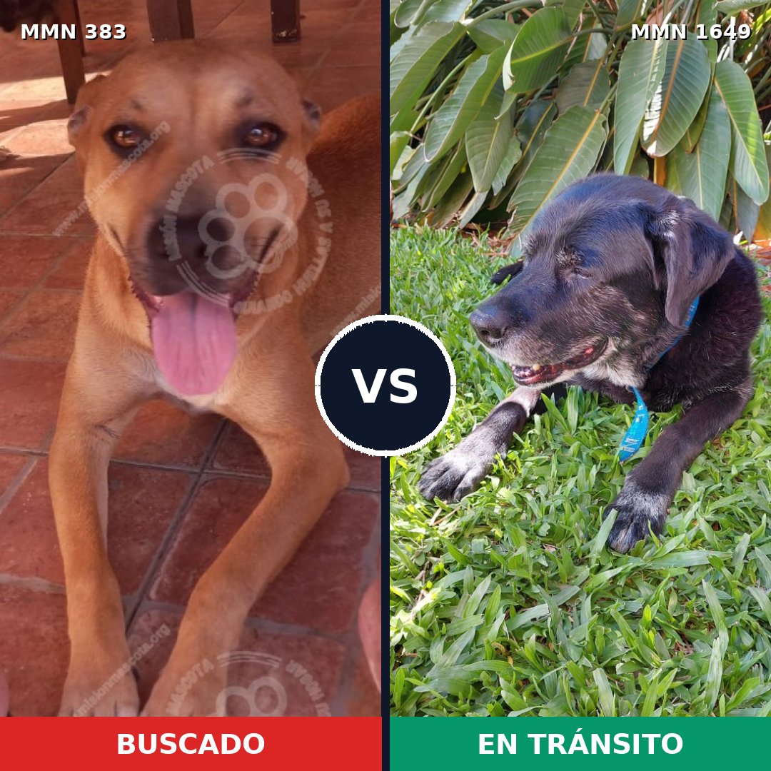 Comparativa MMS 34917: mascota perdida y mascota encontrada, 33% de similitud