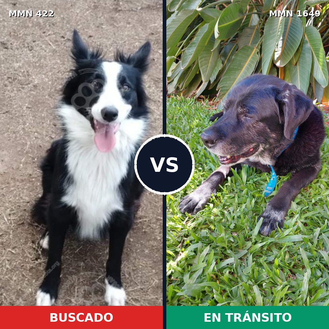 Comparativa MMS 34919: mascota perdida y mascota encontrada, 43% de similitud