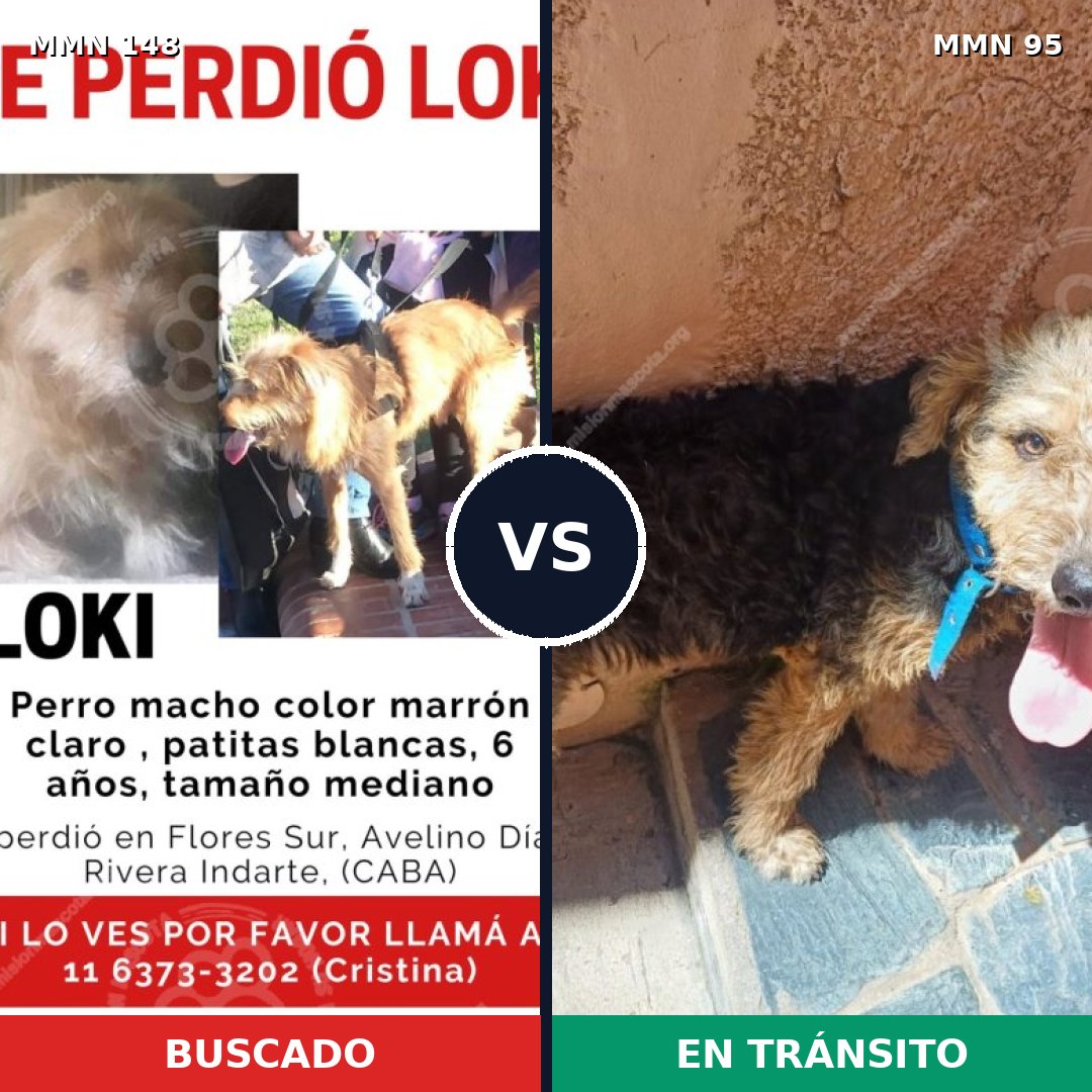 Comparativa MMS 3492: mascota perdida y mascota encontrada, 65% de similitud