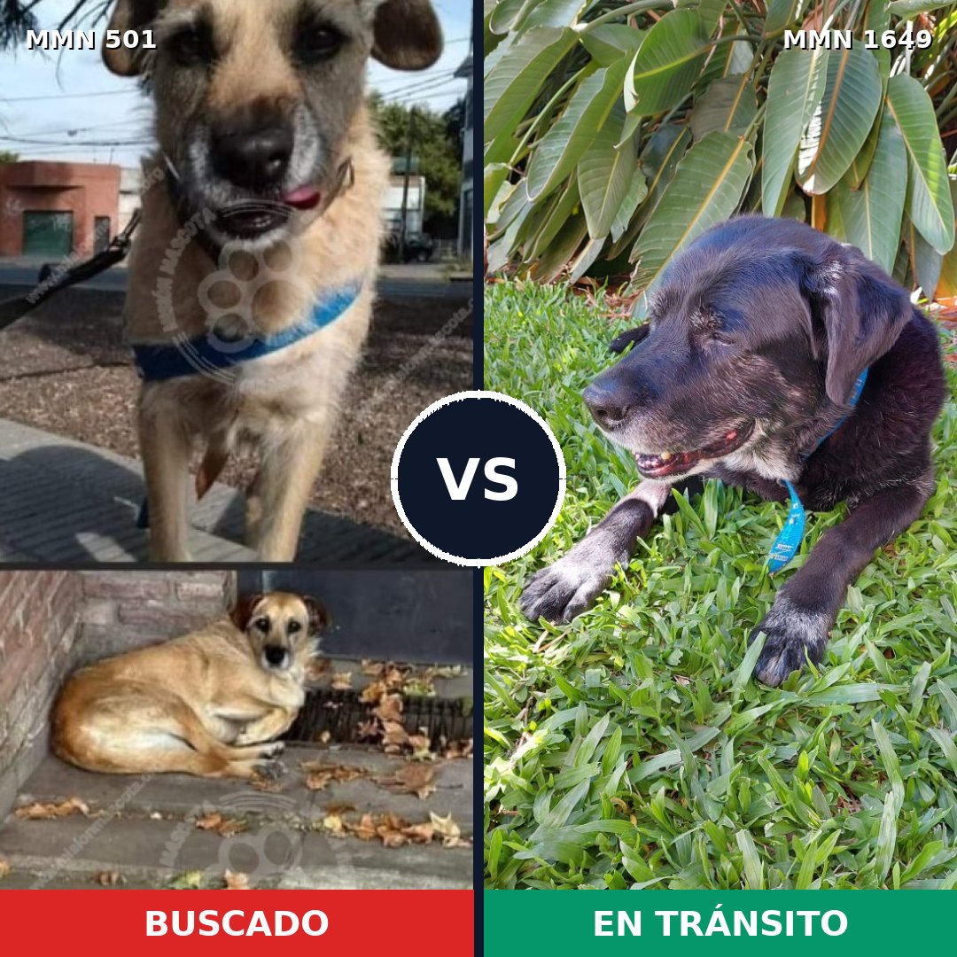 Comparativa MMS 34921: mascota perdida y mascota encontrada, 59% de similitud