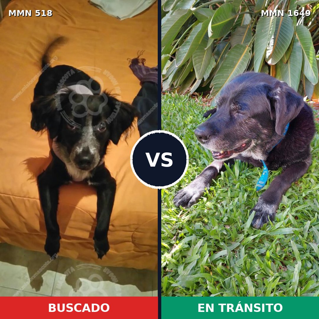 Comparativa MMS 34922: mascota perdida y mascota encontrada, 60% de similitud