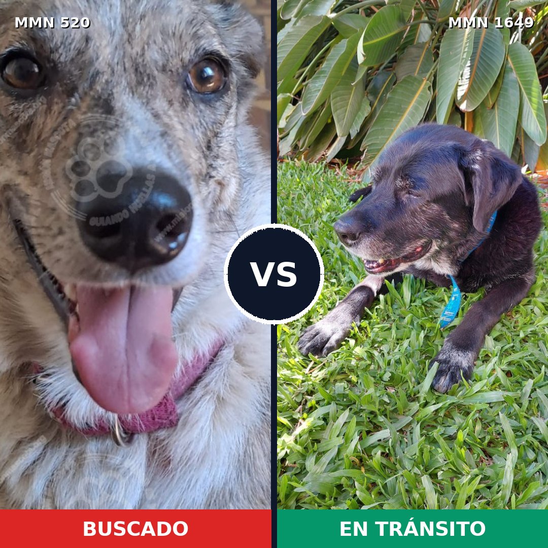 Comparativa MMS 34923: mascota perdida y mascota encontrada, 43% de similitud