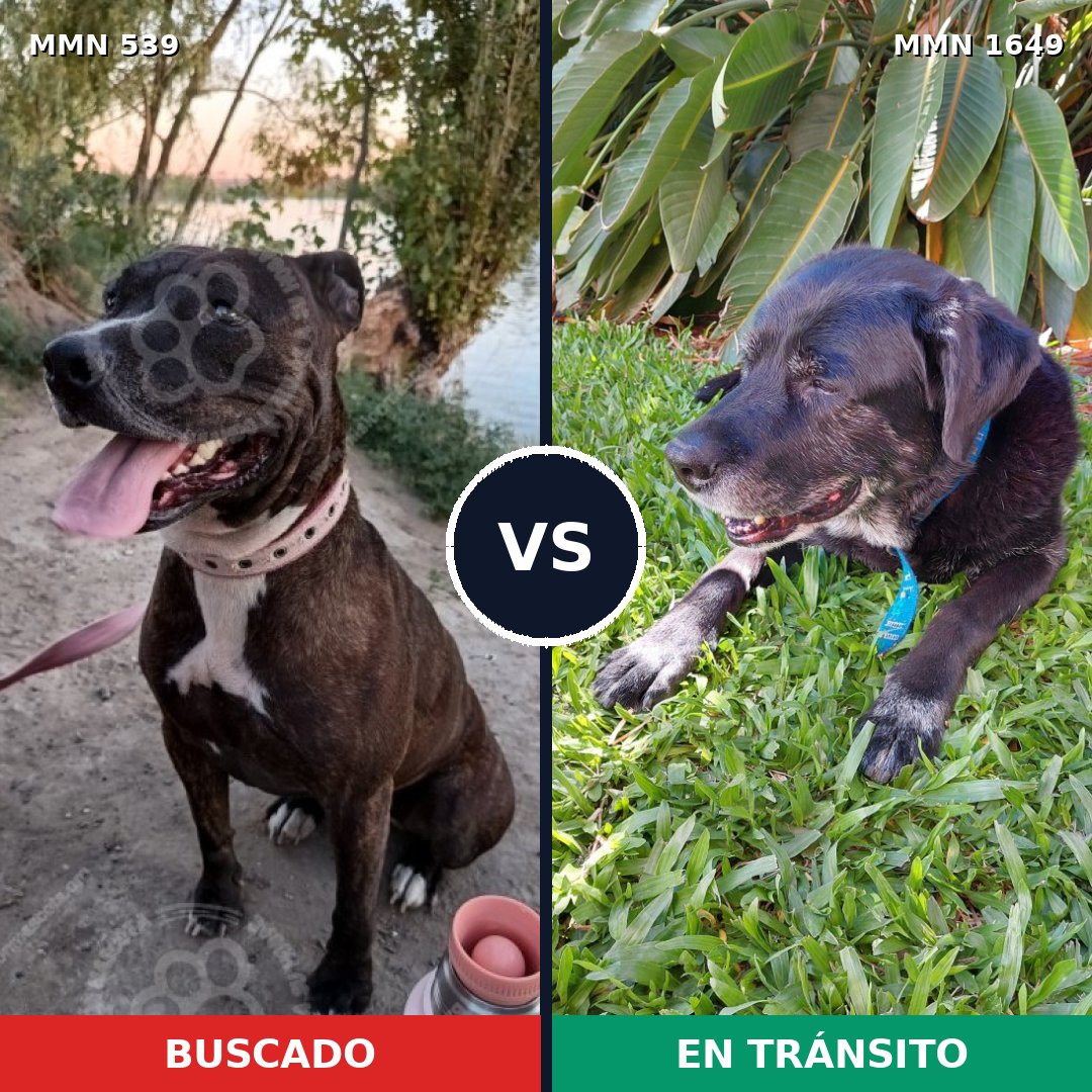 Comparativa MMS 34924: mascota perdida y mascota encontrada, 29% de similitud